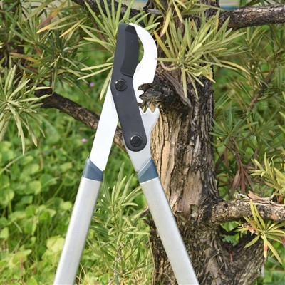 Bästa verktyg för beskärning av grenar är bypass-saxar